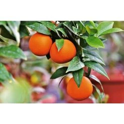 Citrus Orange Sinensis Fruit Tree Plant 60-70cm Supplied In A 2 Litre Pot