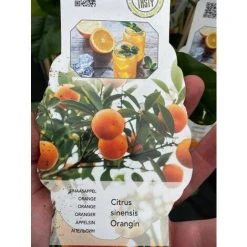Citrus Orange Sinensis Fruit Tree Plant 60-70cm Supplied In A 2 Litre Pot -Dwarf Discovery shop 90500514 3