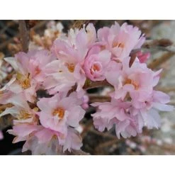Dwarf Patio Autumnalis Rosea Flowering Cherry Tree 3-4ft Supplied In A 7 Litre Pot