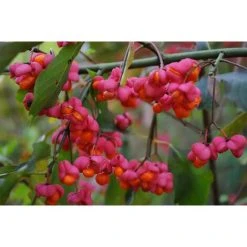 Euonymus Europaeus Spindle Tree Plant Shrub 2-3ft Supplied In A 3 Litre Pot