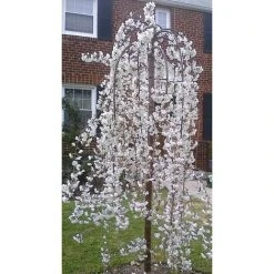 Prunus Snow Showers Weeping Japanese Flowering Cherry Tree 4-5ft Supplied In A 7.5 Litre Pot