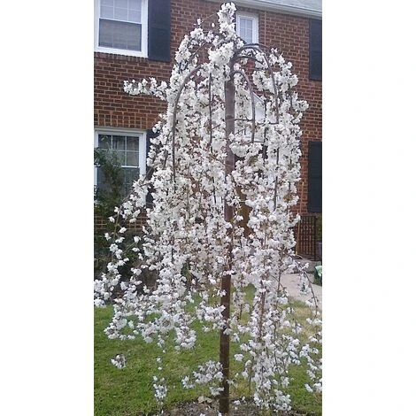 Prunus Snow Showers Weeping Japanese Flowering Cherry Tree 4-5ft Supplied In A 7.5 Litre Pot 1 Prunus Snow Showers Weeping Japanese Flowering Cherry Tree 4-5ft Supplied In A 7.5 Litre Pot