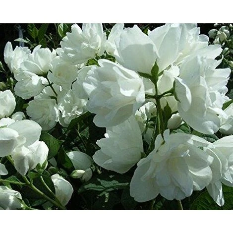 Philadelphus Virginal Mock Orange Shrub Large 2-3ft Supplied In A 5 Litre Pot 1 Philadelphus Virginal Mock Orange Shrub Large 2-3ft Supplied In A 5 Litre Pot