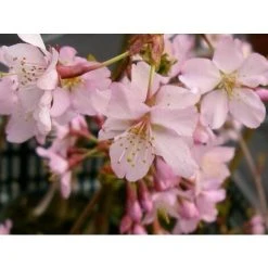 Prunus Nipponica Ruby Dwarf Patio Flowering Japanese Cherry Tree 3-4ft Supplied In A 5 Litre Pot …