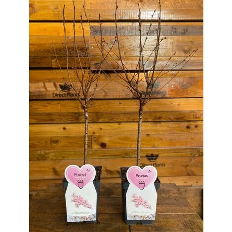 Prunus Nipponica Ruby Dwarf Patio Flowering Japanese Cherry Tree 3-4ft Supplied In A 5 Litre Pot … 3 Prunus Nipponica Ruby Dwarf Patio Flowering Japanese Cherry Tree 3-4ft Supplied In A 5 Litre Pot … - Image 3