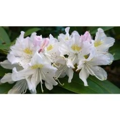 Rhododendron Madame Masson Evergreen Shrub Plant Extra Large In A 10 Litre Pot
