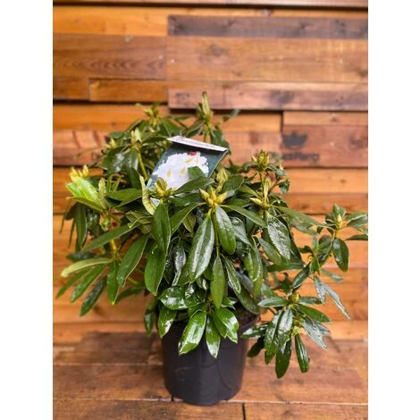 Rhododendron Madame Masson Evergreen Shrub Plant Extra Large In A 10 Litre Pot 2 Rhododendron Madame Masson Evergreen Shrub Plant Extra Large In A 10 Litre Pot - Image 2