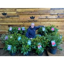 Rhododendron Madame Masson Evergreen Shrub Plant Extra Large In A 10 Litre Pot 7 Rhododendron Madame Masson Evergreen Shrub Plant Extra Large In A 10 Litre Pot -Dwarf Discovery shop 91399490 3