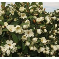 Magnolia Fairy Cream Evergreen Magnolia Tree Large 50-60cm Tall Supplied In A 3 Litre Pot