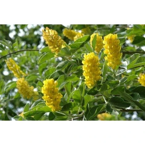 Cytisus Pineapple Broom Tree Fragrant 6-7ft Supplied In A 10 Litre Pot 1 Cytisus Pineapple Broom Tree Fragrant 6-7ft Supplied In A 10 Litre Pot