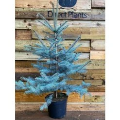 Picea Pungens Edith Blue Colorado Spruce Tree 2.5-3ft Large In A 7.5 Litre Pot