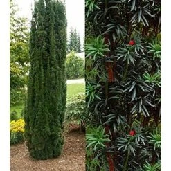Taxus Baccata Fastigiata Robusta Column Yew Tree 75-90cm Large Supplied In A 3 Litre Pot