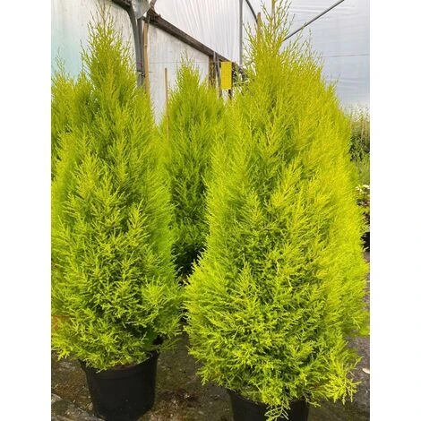 Cypress Goldcrest Conifer Tree Evergreen Plant 3ft Extra Large Supplied In A 7.5 Litre Pot 1 Cypress Goldcrest Conifer Tree Evergreen Plant 3ft Extra Large Supplied In A 7.5 Litre Pot