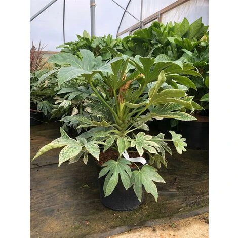 Fatsia Japonica Spiders Web Variegated Evergreen Shrub Plant Large In A 5 Litre Pot 1 Fatsia Japonica Spiders Web Variegated Evergreen Shrub Plant Large In A 5 Litre Pot