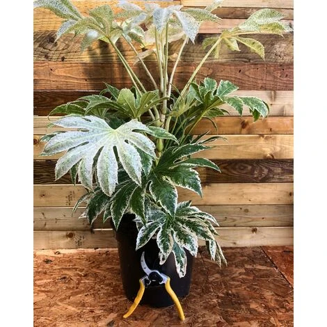 Fatsia Japonica Spiders Web Variegated Evergreen Shrub Plant Large In A 5 Litre Pot 2 Fatsia Japonica Spiders Web Variegated Evergreen Shrub Plant Large In A 5 Litre Pot - Image 2