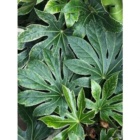 Fatsia Japonica Spiders Web Variegated Evergreen Shrub Plant Large In A 5 Litre Pot 3 Fatsia Japonica Spiders Web Variegated Evergreen Shrub Plant Large In A 5 Litre Pot - Image 3