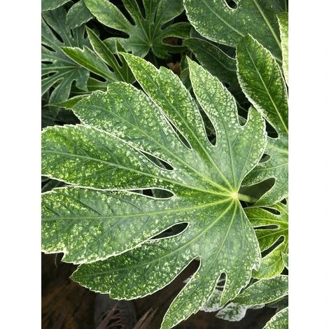 Fatsia Japonica Spiders Web Variegated Evergreen Shrub Plant Large In A 5 Litre Pot 4 Fatsia Japonica Spiders Web Variegated Evergreen Shrub Plant Large In A 5 Litre Pot - Image 4