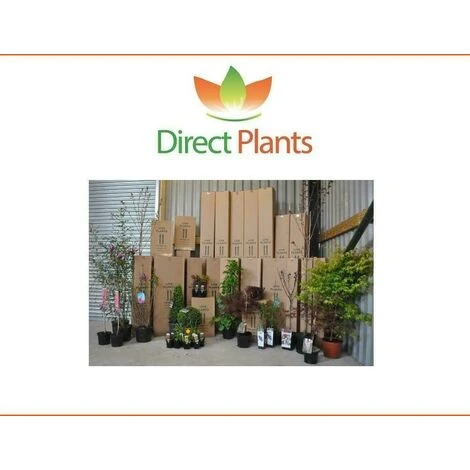Fatsia Japonica Spiders Web Variegated Evergreen Shrub Plant Large In A 5 Litre Pot 5 Fatsia Japonica Spiders Web Variegated Evergreen Shrub Plant Large In A 5 Litre Pot - Image 5