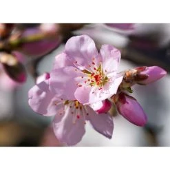 Sweet Eating Almond Dulcis Fruit Nut Tree 6ft Supplied In A 7.5 Litre Pot