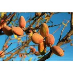 Dwarf Discovery shop -Dwarf Discovery shop 92976708 2