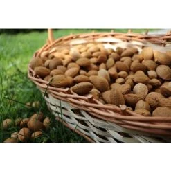 Sweet Eating Almond Dulcis Fruit Nut Tree 6ft Supplied In A 7.5 Litre Pot -Dwarf Discovery shop 92976708 3