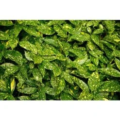 Aucuba Japonica Variegata Variegated Japanese Laurel Shrub Plant Large In A 5 Litre Pot