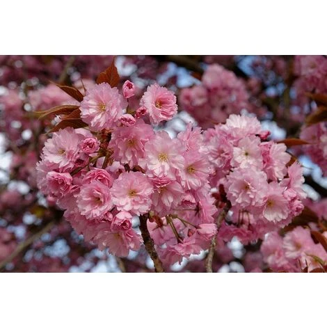 Prunus Kanzan Japanese Flowering Cherry Tree 7-8ft Tall Supplied In A 10 Litre Pot 1 Prunus Kanzan Japanese Flowering Cherry Tree 7-8ft Tall Supplied In A 10 Litre Pot