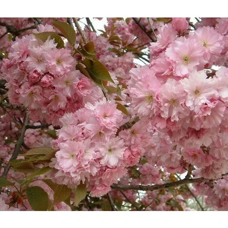 Prunus Kanzan Japanese Flowering Cherry Tree 7-8ft Tall Supplied In A 10 Litre Pot 2 Prunus Kanzan Japanese Flowering Cherry Tree 7-8ft Tall Supplied In A 10 Litre Pot - Image 2