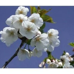 Prunus Umineko Flowering Cherry Tree 7-8ft Supplied In A 10 Litre Pot
