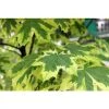 Acer Platanoides Drummondii Maple Tree 6-7ft Supplied In A 10 Litre Pot