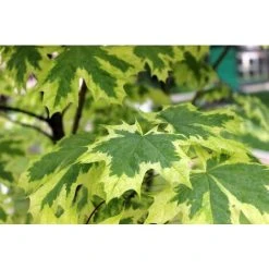 Acer Platanoides Drummondii Maple Tree 6-7ft Supplied In A 10 Litre Pot