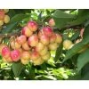 Merton Glory Cherry Fruit Tree 4ft Supplied In A 5 Litre Pot