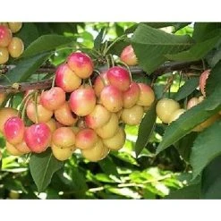 Merton Glory Cherry Fruit Tree 4ft Supplied In A 5 Litre Pot