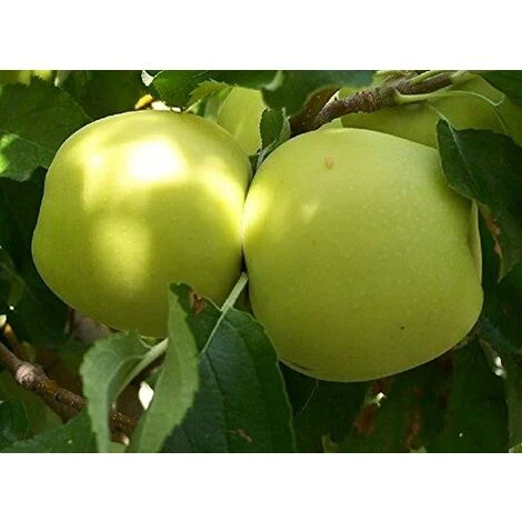 Malus Golden Delicious Apple Fruit Tree 100-120cm Supplied In A 5 Litre Pot Mm106 Rootstock 1 Malus Golden Delicious Apple Fruit Tree 100-120cm Supplied In A 5 Litre Pot Mm106 Rootstock