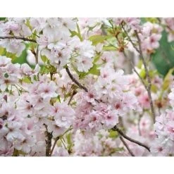 Prunus Amanogawa Flagpole Flowering Cherry Tree 7-8ft Supplied In A 10 Litre Pot