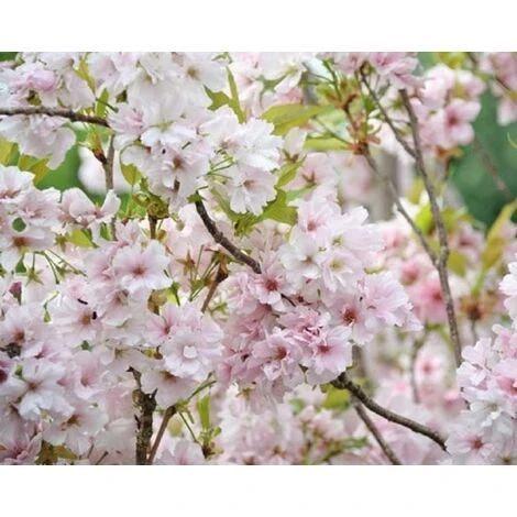 Prunus Amanogawa Flagpole Flowering Cherry Tree 7-8ft Supplied In A 10 Litre Pot 1 Prunus Amanogawa Flagpole Flowering Cherry Tree 7-8ft Supplied In A 10 Litre Pot