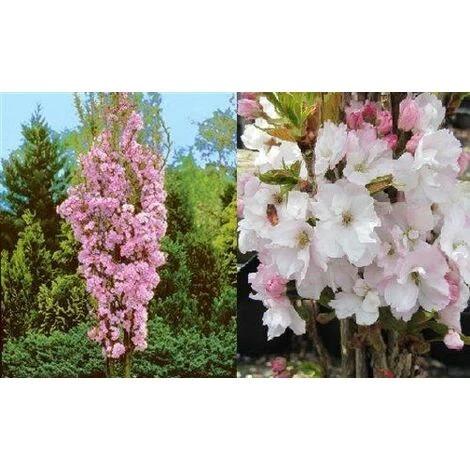 Prunus Amanogawa Flagpole Flowering Cherry Tree 7-8ft Supplied In A 10 Litre Pot 2 Prunus Amanogawa Flagpole Flowering Cherry Tree 7-8ft Supplied In A 10 Litre Pot - Image 2