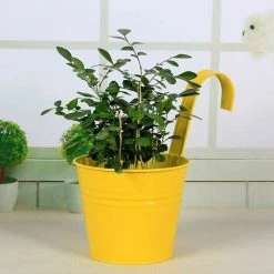 10 Pieces Metal Flower Pot Balcony Hanging Pots With Removable Hanging Hook Outdoor For Garden, Balcony, Fence, Patio, Decoration -Dwarf Discovery shop 94386438 3