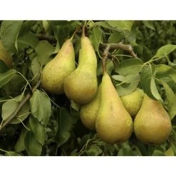 Dwarf Conference Self Fertile Sweet Pear Fruit Tree 60-90cm Supplied In A 3 Litre Pot