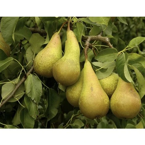 Dwarf Conference Self Fertile Sweet Pear Fruit Tree 60-90cm Supplied In A 3 Litre Pot 1 Dwarf Conference Self Fertile Sweet Pear Fruit Tree 60-90cm Supplied In A 3 Litre Pot