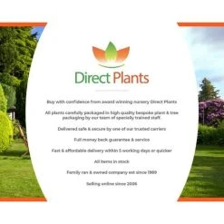 Dwarf Conference Self Fertile Sweet Pear Fruit Tree 60-90cm Supplied In A 3 Litre Pot 9 Dwarf Conference Self Fertile Sweet Pear Fruit Tree 60-90cm Supplied In A 3 Litre Pot -Dwarf Discovery shop 94597516 5