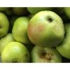 Dwarf Bramley Cooking Apple Fruit Tree 3-4ft Supplied In A 3 Litre Pot M9
