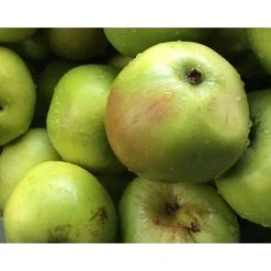 Dwarf Bramley Cooking Apple Fruit Tree 3-4ft Supplied In A 3 Litre Pot M9