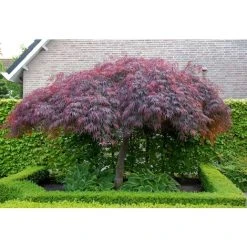 Acer Palmatum Dissectum Garnet 50-60cm Supplied In A 5 Litre Pot