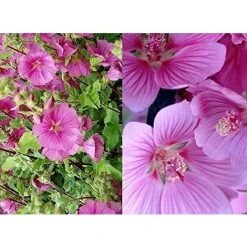 Lavatera Bredon Springs Pink Flowering Shrub Plant 2-3ft Tall In A 3 Litre Pot