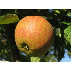 Dwarf Cox's Orange Pippin Apple Fruit Tree 3ft Supplied In A 3 Litre Pot M9