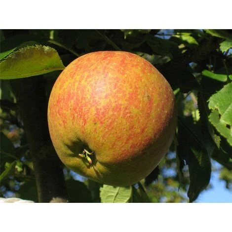Dwarf Cox's Orange Pippin Apple Fruit Tree 3ft Supplied In A 3 Litre Pot M9 1 Dwarf Cox's Orange Pippin Apple Fruit Tree 3ft Supplied In A 3 Litre Pot M9