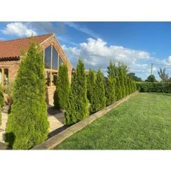 Thuja Smaragd Cedar Hedging Conifer Plants Trees 60cm Large Supplied In 2 Litre Pot