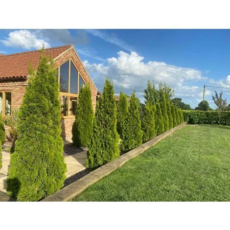 Thuja Smaragd Cedar Hedging Conifer Plants Trees 60cm Large Supplied In 2 Litre Pot 1 Thuja Smaragd Cedar Hedging Conifer Plants Trees 60cm Large Supplied In 2 Litre Pot