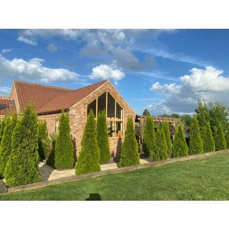 Thuja Smaragd Cedar Hedging Conifer Plants Trees 60cm Large Supplied In 2 Litre Pot 2 Thuja Smaragd Cedar Hedging Conifer Plants Trees 60cm Large Supplied In 2 Litre Pot - Image 2